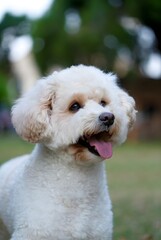 Una fotograf&iacute;a de un perro maltipoo en un entorno al aire libre divertido con vegetaci&oacute;n borrosa. Un perro est&aacute; sonriendo.