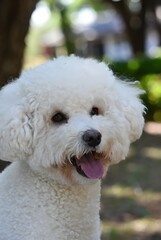 Una fotograf&iacute;a de un perro maltipoo en un entorno al aire libre divertido con vegetaci&oacute;n borrosa. Un perro est&aacute; sonriendo.