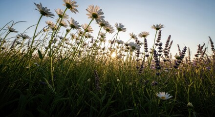 Sunlit daisy and lavender field at sunset with clear sky in background