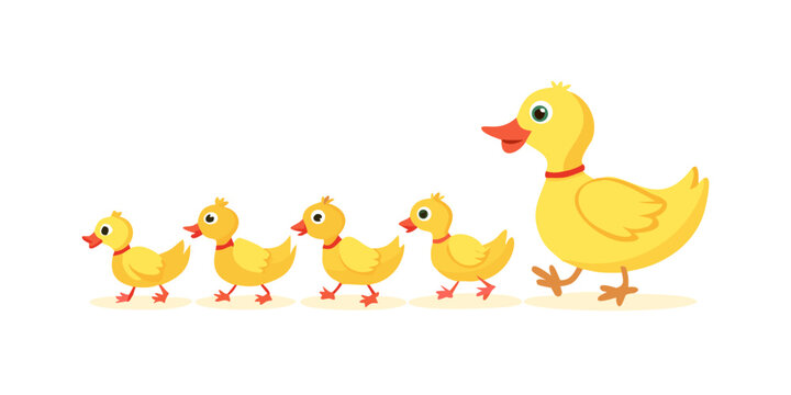 Mother duck and ducklings. Cute baby ducks walking in row. Cartoon vector illustration. Duck mother animal and family duckling .vector icon
