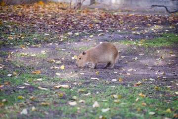 Capybara Baby Playing Among Leaves