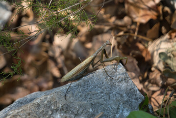 praying mantid on a branch