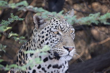 portrait picture of a leopard's head