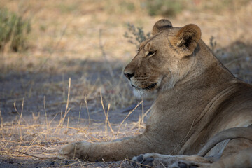 lioness enjoys the shade in Savuti