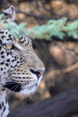 portrait picture of a leopard's head