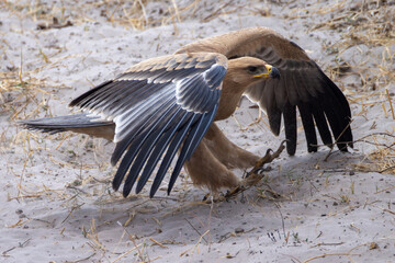 tawny eagle lands on sandy ground