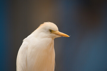 Close-up Portrait of Cattle Egret