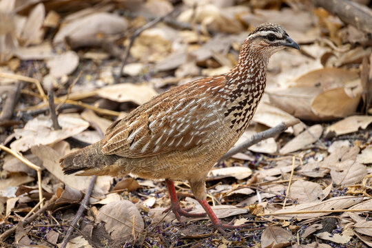 crested francolin in Savuti, Botswana