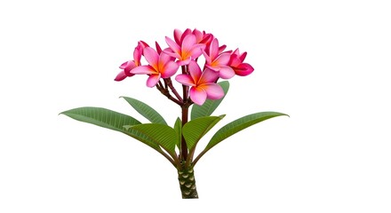 Fototapeta premium Pink Tropical Flower Isolated on White