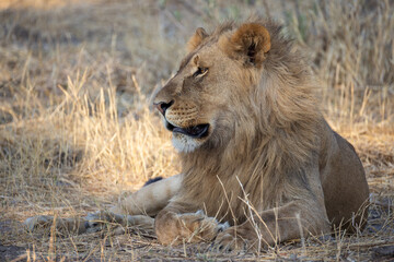 young male lion in Savuti, Botswana
