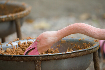 Flamingo Enjoying Feeding Time at Park