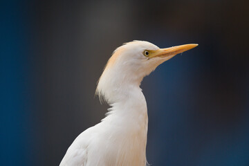 Cattle Egret in a Profile View