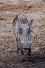 Fototapeta premium two oxpecker birds on the back of a warthog