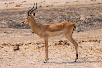 mal impala antelope in the savannah