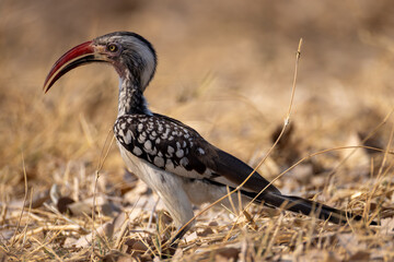 hornbill bird in dry grass