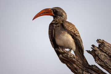 red-billed hornbill on a tree