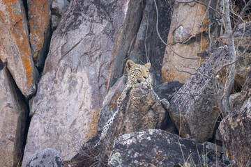 leopard relaxes on a rocky ledge in Savuti, Botswana