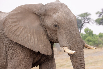 portrait picture of an african elephant