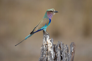 lilac-breasted roller on a dead tree trunk