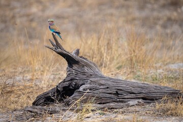 lilac-breasted roller on a dead tree trunk