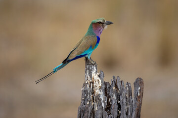 lilac-breasted roller on a dead tree trunk
