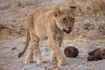 juvenile lion in a mopane forest in Savuti