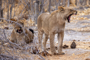 yawning lion in a mopane forest