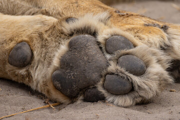 paw of a lion