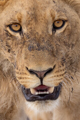 potrait picture of a young male lion