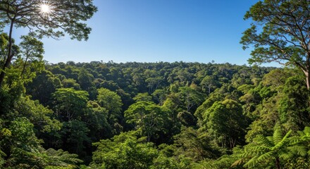 Obraz premium Dense forest canopy under bright sunlight and blue sky