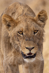 potrait picture of a young male lion