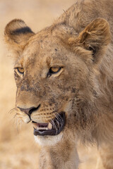 juvenile male lion in Savuti NP, Botswana