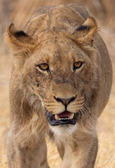 juvenile male lion in Savuti NP, Botswana