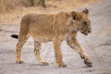 juvenile male lion in Savuti NP, Botswana © Marcel