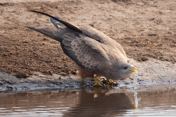 Fototapeta premium a thirsty red kite drinks at a waterhole