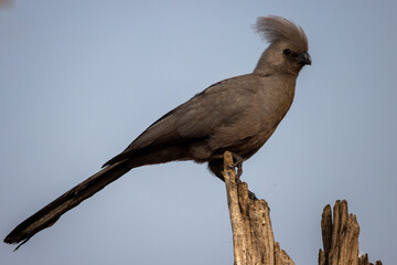 grey go-away bird on a tree