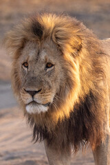 a big male lion at sunrise