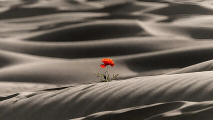 red flower in the desert