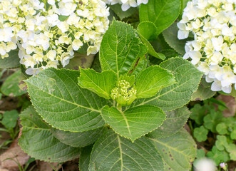 Smooth hydrangea plant displaying fresh green leaves.