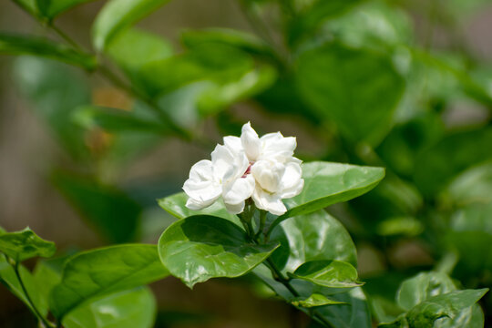 White arabian jasmine flower shining among green leaves.