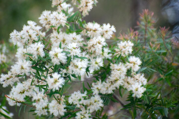 Fluffy white paperbark flowers blooming against green foliage.
