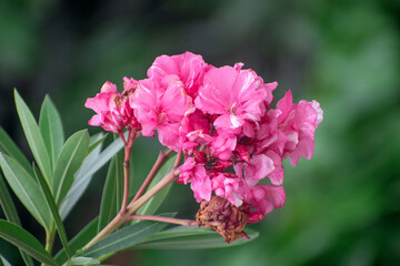 Bright pink oleander flowers contrasting with lush green background.
