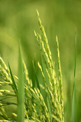 Lowland rice field with vibrant green plants and detailed grains.