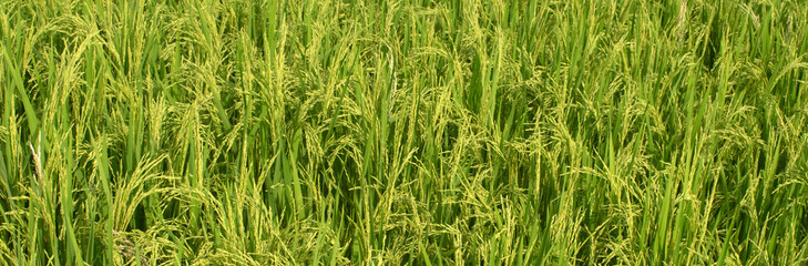 Lowland rice plants thriving in natural environment.