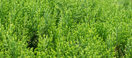 Dense green foliage of oriental arbor vitae in a vibrant landscape.