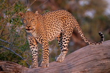 male leopard on a tree trunk