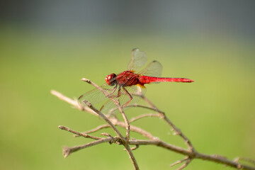Red veined darter dragonfly perched delicately on leaf.