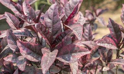Vibrant purple foliage of false eranthemum in natural garden.