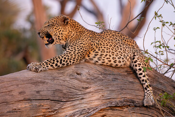 yawning, big male leopard on a tree trunk