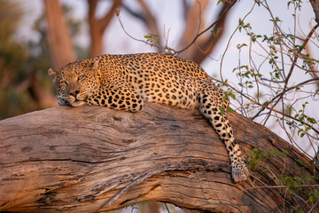 big male leopard relaxes on the branch of a dead tree